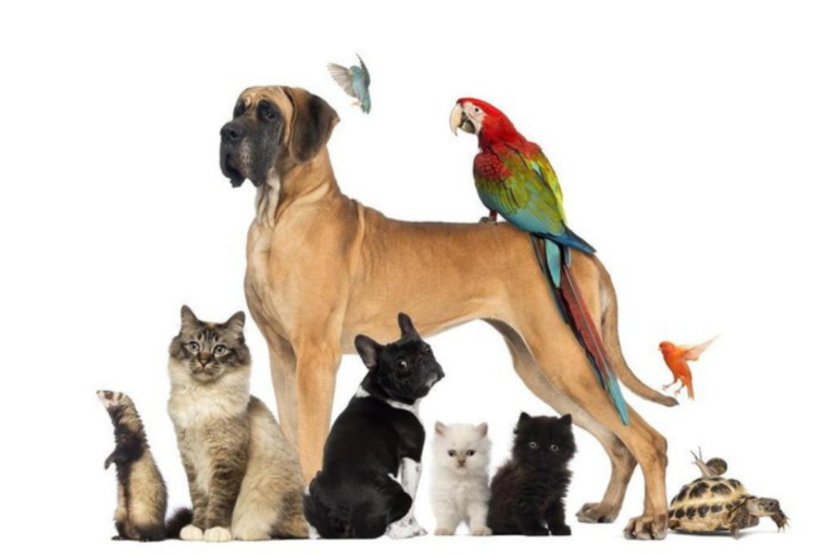 animais de estimação