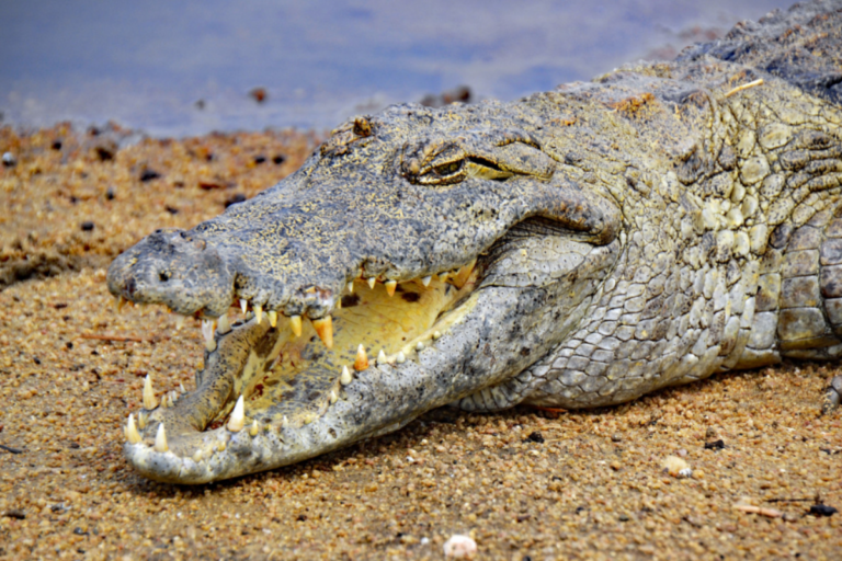 Crocodilo