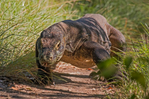 Dragão-de-komodo