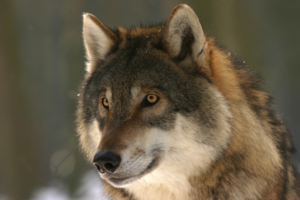 Lobo
