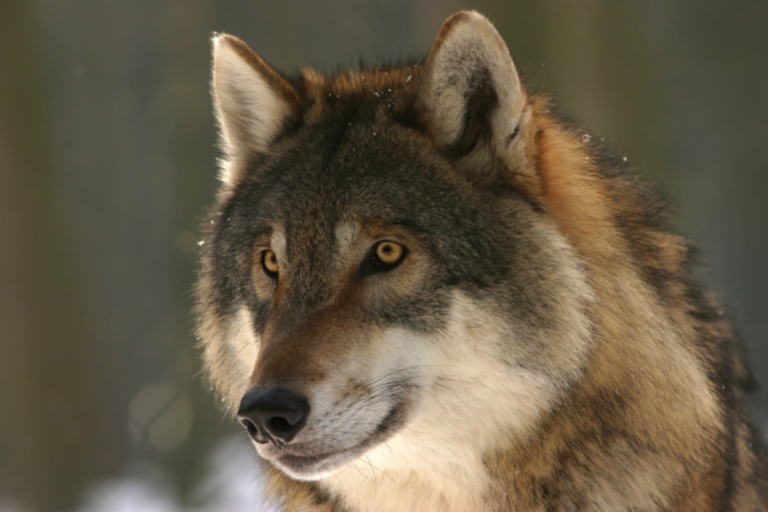 Lobo