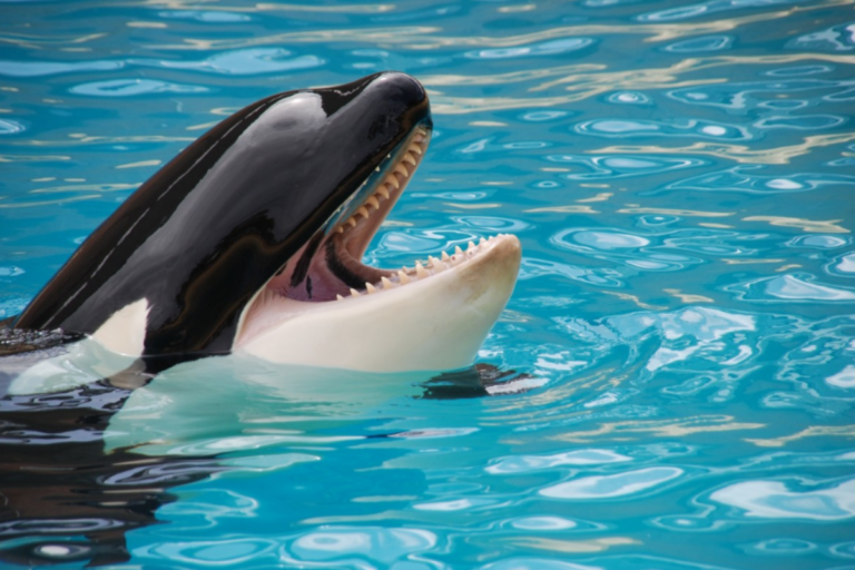 Orcas Os Predadores de Topo dos Oceanos