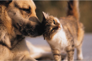 Raças Raras de Cães e Gatos