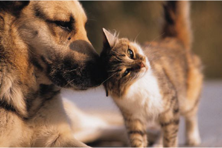 Raças Raras de Cães e Gatos