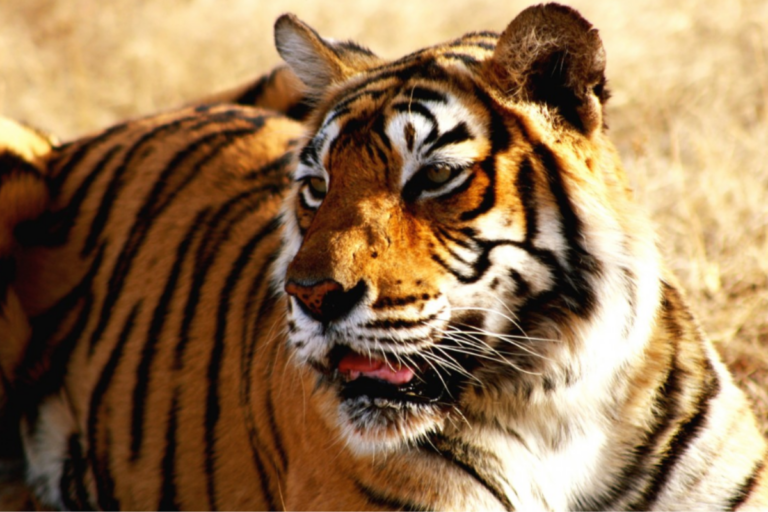 Tigre