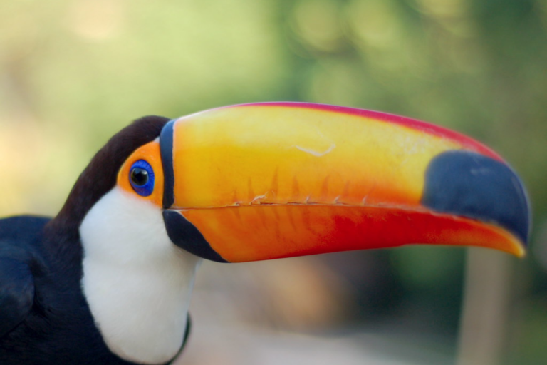 Tucano