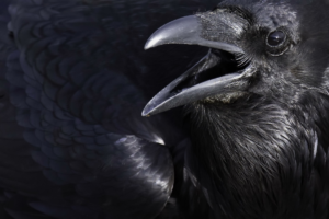 Corvo