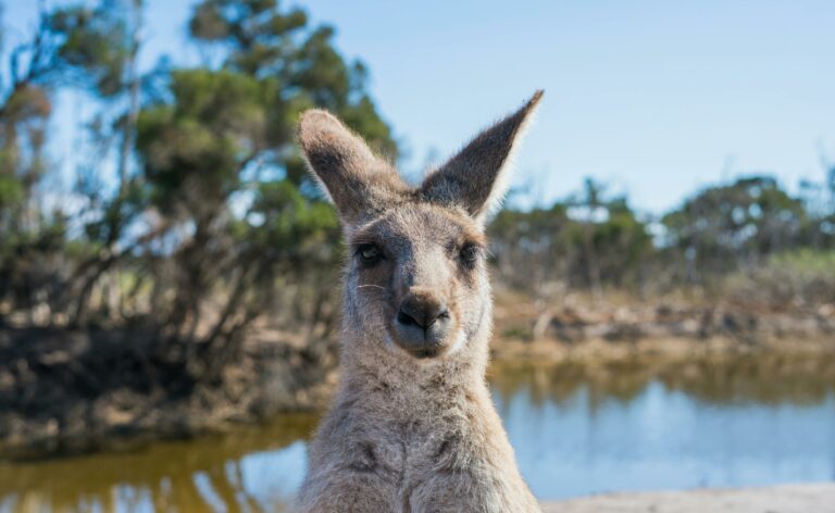 Canguru