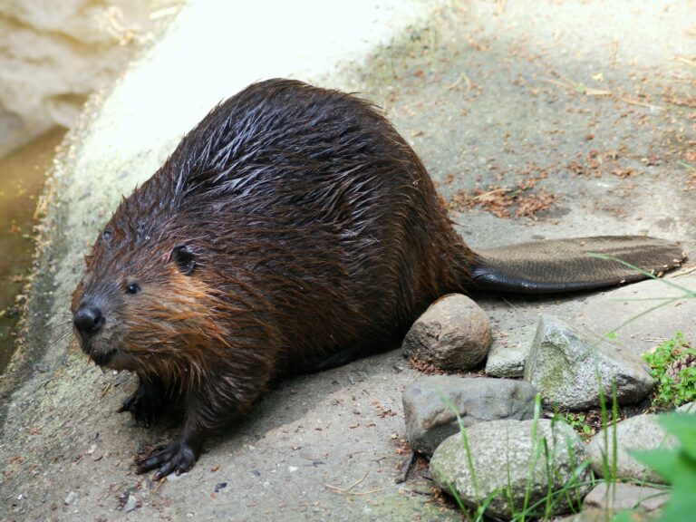 Castor