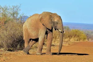 Elefante