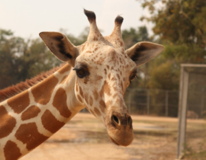 Girafa