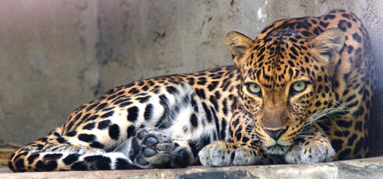 Leopardo
