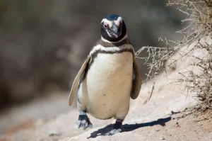 Pinguim
