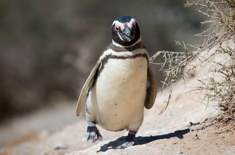 Pinguim
