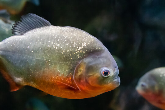 Piranha