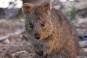 Quokka